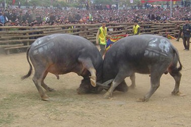 Kỹ nghệ săn trâu giá... nửa tỷ đồng 