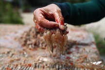 Vì sao "vũ nữ chân dài" cho thu nhập cao nhưng nhiều người bỏ nghề?