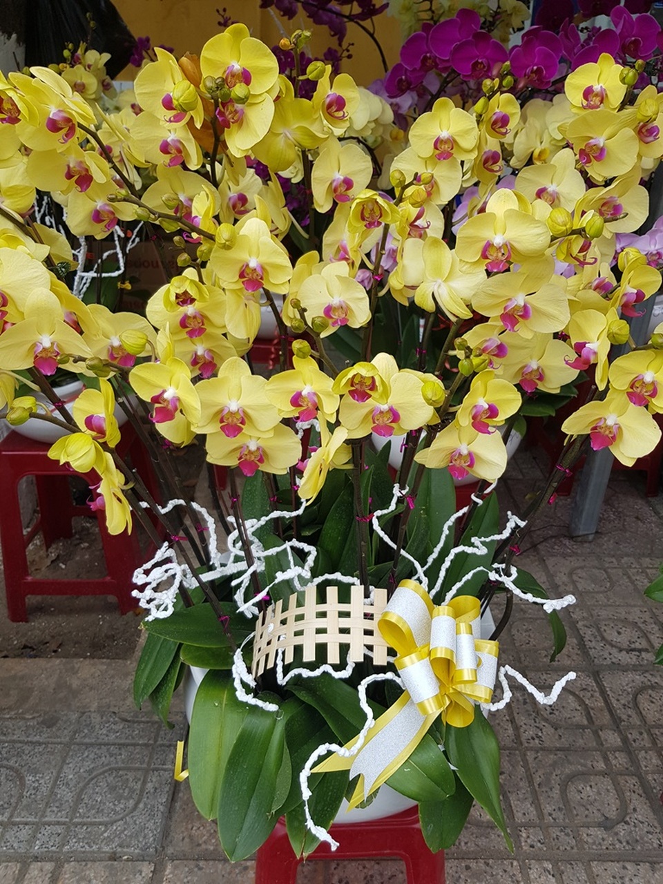 Cánh nhà giàu không tiếc tiền “rước” lan đẹp về chơi Tết - 6 Cánh nhà giàu không tiếc tiền “rước” lan đẹp về chơi Tết - 6