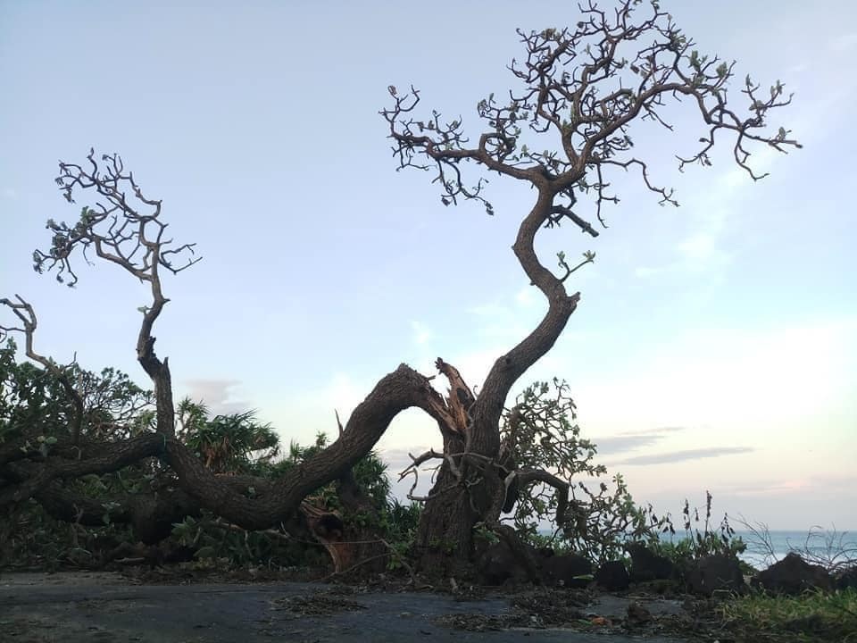 Cây phong ba “cô đơn” nổi tiếng ở đảo Lý Sơn bị quật gãy sau cơn bão - 2 Cây phong ba “cô đơn” nổi tiếng ở đảo Lý Sơn bị quật gãy sau cơn bão - 2