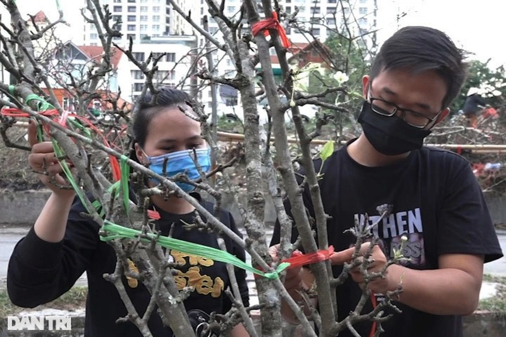 Đào, lê, mận rừng xuống núi phục vụ người dân Thủ đô chơi Tết sớm - 6 Đào, lê, mận rừng xuống núi phục vụ người dân Thủ đô chơi Tết sớm - 6