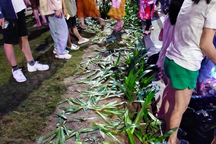 Hàng cây nát tươm trong đêm khai trương phố đi bộ Hải Dương