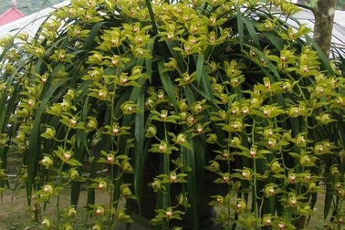 Đại gia bỏ 1 tỷ chơi hoa lan huyền thoại: Tết chỉ cần thế là đủ