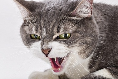 Cầu cứu 911 vì bị mèo nhốt không cho vào nhà