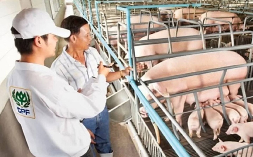 CP Group đầu tư hơn 4 tỷ USD vào ngành chăn nuôi lợn tại Trung Quốc - 1 CP Group đầu tư hơn 4 tỷ USD vào ngành chăn nuôi lợn tại Trung Quốc - 1