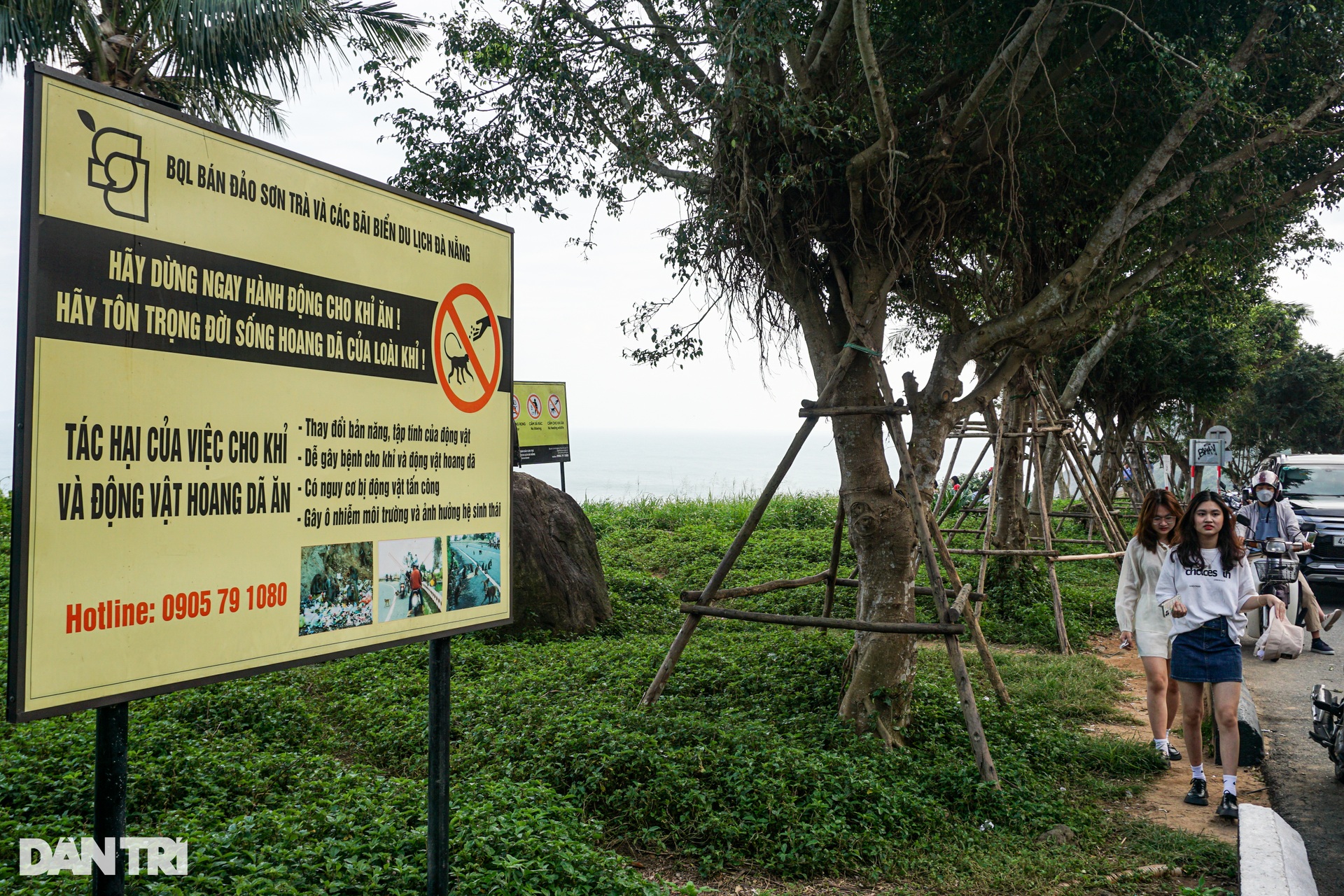 Khỉ ở Sơn Trà từ chủ nhà thành kẻ ăn xin - 14 Khỉ ở Sơn Trà từ chủ nhà thành kẻ ăn xin - 14