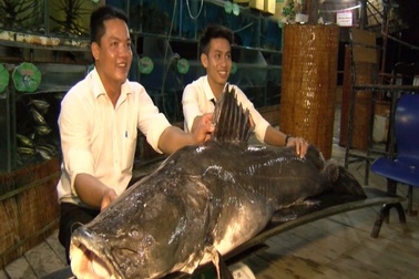 Bắt được cá lăng nặng trên 100kg trên sông Tiền