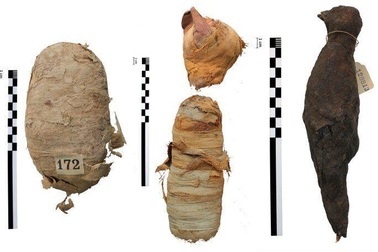 Bí ẩn các xác ướp động vật Ai Cập cổ đại