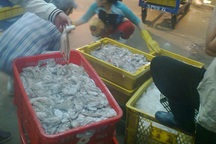 Bạch tuộc “vươn vòi” khắp Sài Gòn