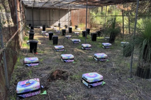 Thí nghiệm mô phỏng xác chết chứa trong vali gây kinh hãi