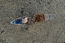 Nước cạn đáy, 200 tấn cá chết trắng hồ Sông Mây ở Đồng Nai