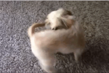 Hành động tự đuổi bắt chiếc đuôi của chú cún nhà bạn có ý nghĩa gì?