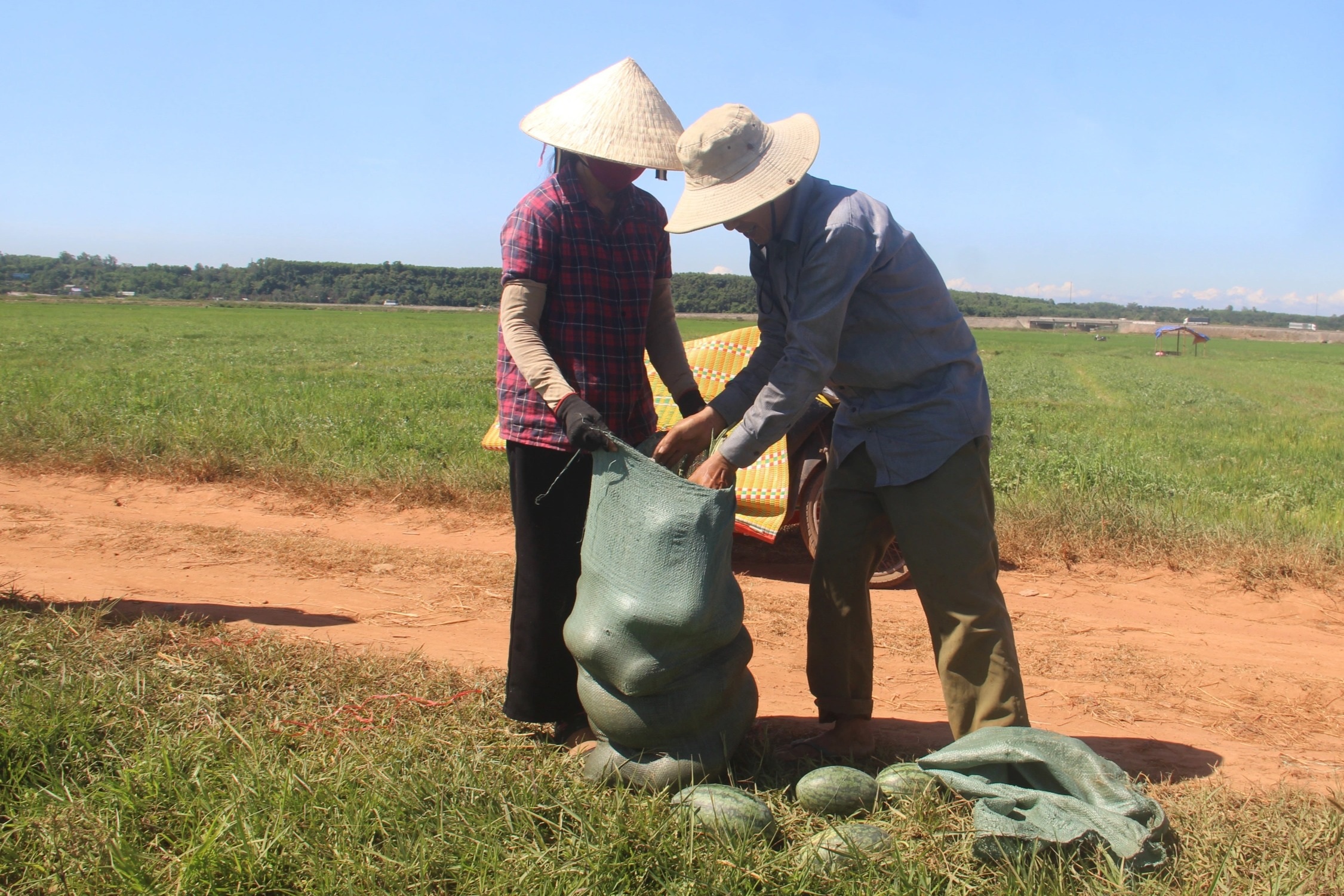 Thu nhập cao hơn cây lúa nhờ trồng dưa trái vụ - 3 Thu nhập cao hơn cây lúa nhờ trồng dưa trái vụ - 3