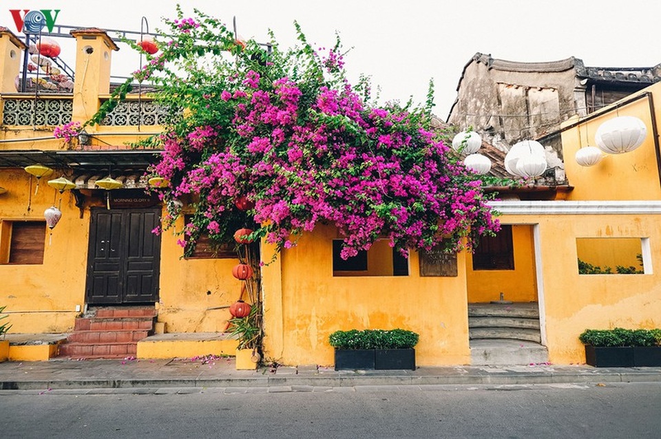 Phố cổ Hội An vẫn đẹp nao lòng trong những ngày cùng cả nước chống dịch - 11 Phố cổ Hội An vẫn đẹp nao lòng trong những ngày cùng cả nước chống dịch - 11