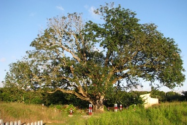 Công nhận cây Xoài 300 tuổi là Cây Di sản Việt Nam   