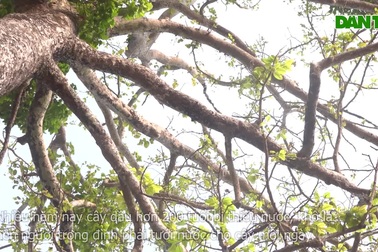 Chiêm ngưỡng 75 cây cổ thụ trong đình ở An Giang