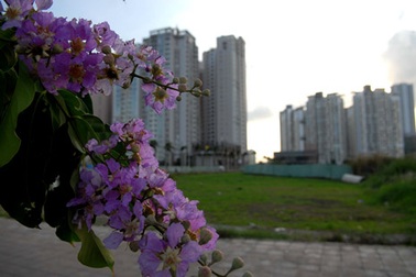 Chùm ảnh: Bằng lăng tím rực nở trên phố Sài Gòn