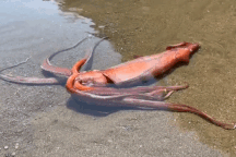 Choáng với con mực khổng lồ dài 3m còn sống dạt vào bãi biển