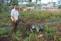 Dân “khóc ròng” vì hàng trăm tấn bí xanh không ai mua