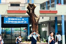 Sau vụ cây phượng bật gốc, Trường THCS Bạch Đằng cắt bỏ nhiều cây xanh