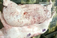 Độc giả chỉ ra điểm bất thường giữa "ma trận" thông tin thịt heo C.P