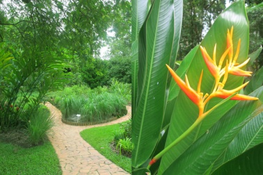 Màu xanh mát mắt tại vườn bách thảo Singapore 