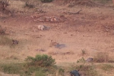 Cuộc chiến tay ba tranh giành con mồi giữa báo hoa mai, cá sấu và linh cẩu