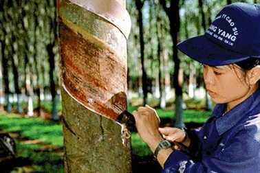 Kinh doanh tụt dốc, Tập đoàn Cao su vẫn trả lương hậu hĩnh hơn 20 triệu đồng/tháng