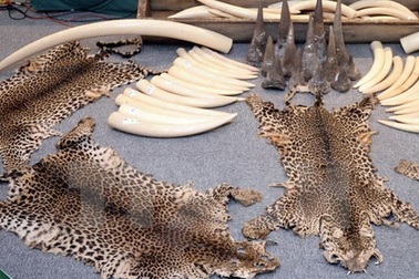 Người Trung Quốc đổ xô tới Đông Nam Á mua thịt hổ và tay gấu