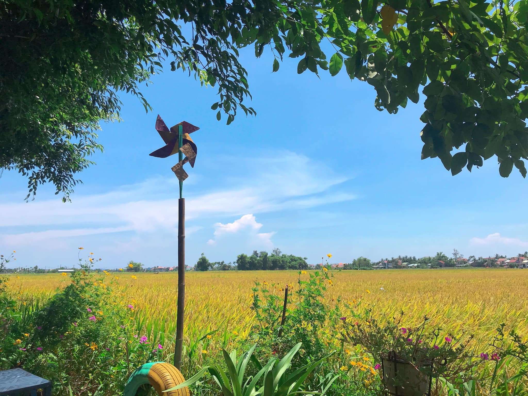 2 quán cà phê view cánh đồng bất tận, quanh năm thơm mùi lúa ở Hội An - 11 2 quán cà phê view cánh đồng bất tận, quanh năm thơm mùi lúa ở Hội An - 11