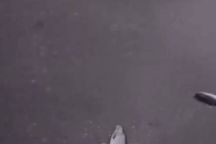 Người dân bất ngờ với cơn "mưa cá" đổ từ trên trời xuống