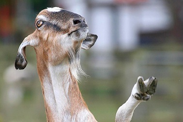 Dê biết vẫy chân chào (video)