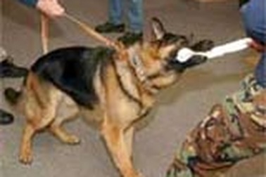 Thăm trại huấn luyện chó vệ sĩ