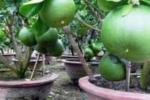 Bưởi cảnh tiền triệu rục rịch "đón đầu" dịp Tết