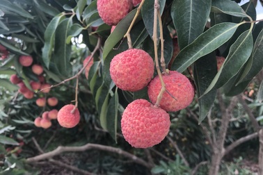 Xuất khẩu vải thiều: Trung Quốc làm khó, nông dân có định thôi?