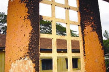 Bọ đen “bu kín” xã Xuân Quế, Đồng Nai