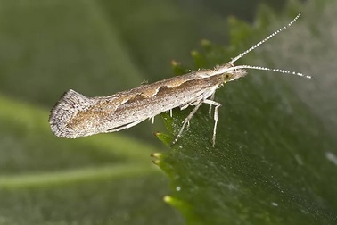 Các nhà khoa học Nga nghiên cứu lai tạo bướm đêm để... ăn rác nhựa