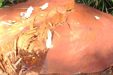 Kỳ I: "Chảy máu" rừng già vì …làm đường tuần tra?