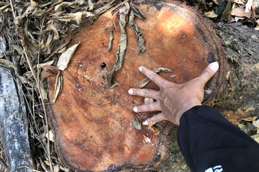 Gỗ quý bị đốn hạ la liệt, cán bộ nói "chỉ có 1 cây" (!?)