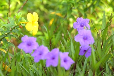 Trải nghiệm sống: “Át chủ bài” ở phân khúc căn hộ cao cấp