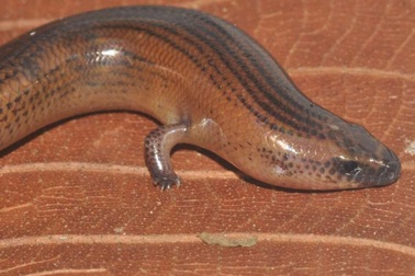 Vì sao thằn lằn có thể tái sinh bộ phận cơ thể bị mất?