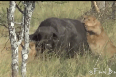 Pha thoát chết “kỳ lạ” của trâu rừng trước đàn sư tử