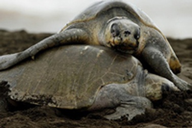 Chùm ảnh: Costa Rica ngập trong hơn 100 triệu trứng rùa