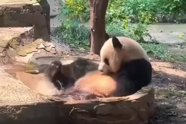 Bật cười trước những tình huống hài hước của gấu trúc