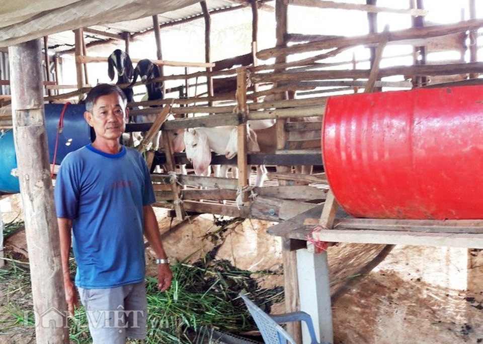 Trên nuôi vịt xiêm Pháp, dưới ao thả cá trê cho thu nhập hàng trăm triệu đồng - 3 Trên nuôi vịt xiêm Pháp, dưới ao thả cá trê cho thu nhập hàng trăm triệu đồng - 3