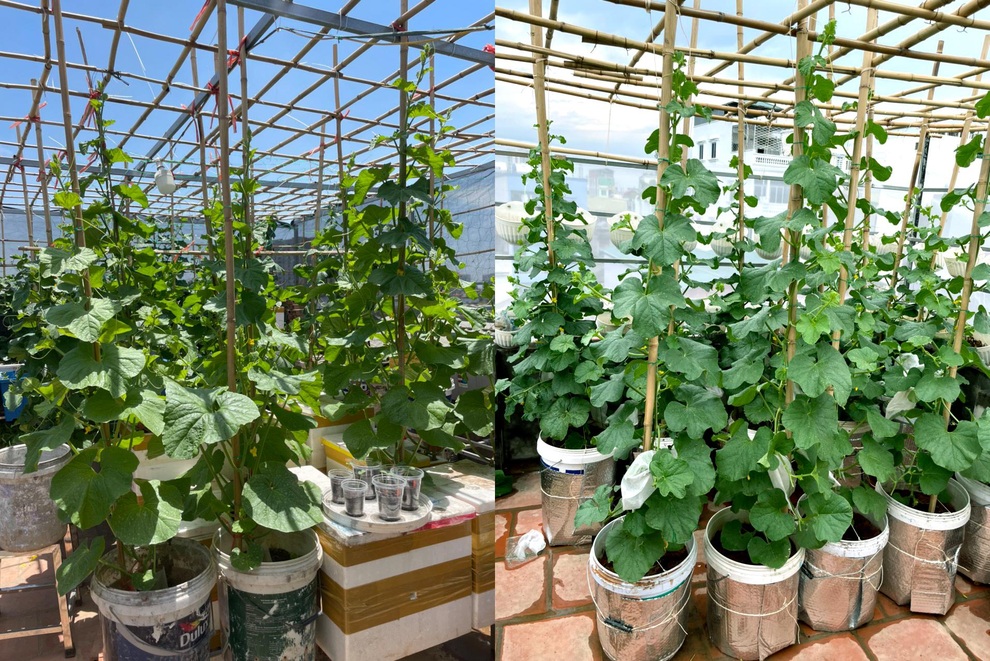 Khu vườn bội thu rau trái trên nóc nhà của gia đình ở Hà Nội - 1 Khu vườn bội thu rau trái trên nóc nhà của gia đình ở Hà Nội - 1