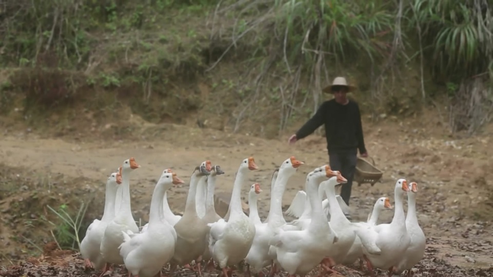 Chán cuộc sống ngột ngạt nơi phố thị, giám đốc gây ngỡ ngàng khi về quê... chăn vịt - 6 Chán cuộc sống ngột ngạt nơi phố thị, giám đốc gây ngỡ ngàng khi về quê... chăn vịt - 6
