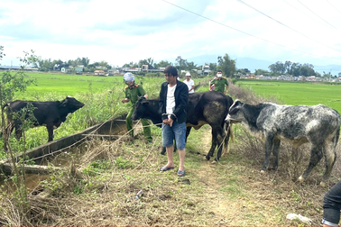 Thuê xe tải đi trộm nguyên một đàn bò