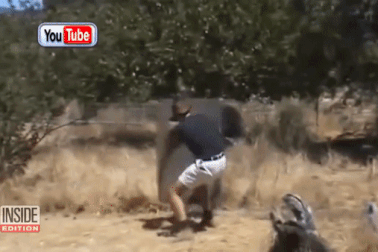 “Rợn người” với những loài chim nguy hiểm nhất thế giới (P1)