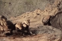 Khoảnh khắc trâu rừng "1 chọi 8" với đàn sư tử háu đói để cứu bạn